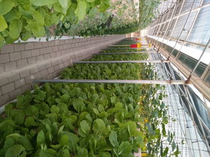 816平方米矩式鸟巢型雾培蔬菜工厂设计 推动绿色蔬菜与芽苗菜产业化发展