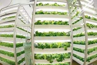 鱼菜共生 养鱼不换水、种菜不施肥的生态农业新模式