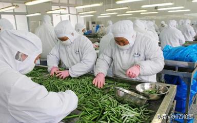 农村办厂新机遇 精选蔬菜深加工项目，开启致富快车道