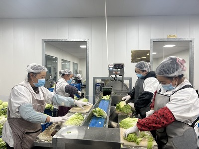 从田头到餐桌 蔬菜加工与苗木产业的技术革新