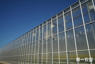 归园新农人 80末“富二代”留学归来，打造欧荷生态小番茄的绿色梦想