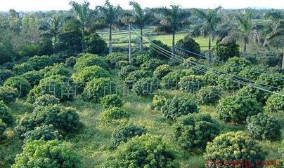 探寻“琴泉牌”蔬菜加盟之路 投资成本与店铺运营全解析