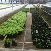 小马蔬果配送 新鲜蔬菜直达餐桌的便捷之选