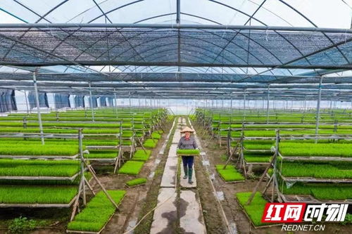 喜讯双至 华容稻荣膺国家农产品地理标志，苗木产业同步扮靓乡村振兴画卷